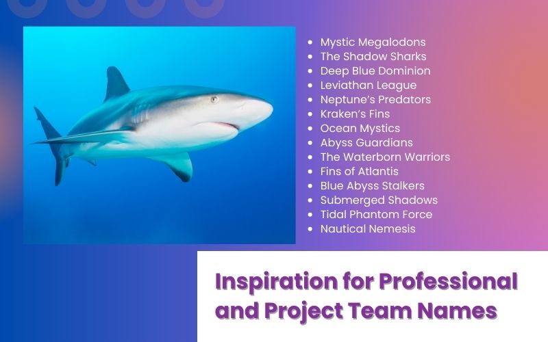 A professional team using shark-inspired names for their project team.